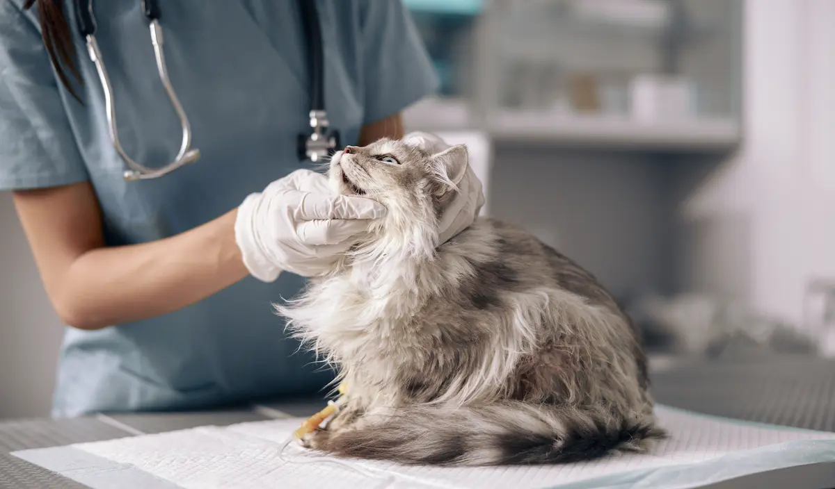 Adapazarı Açık Veteriner 